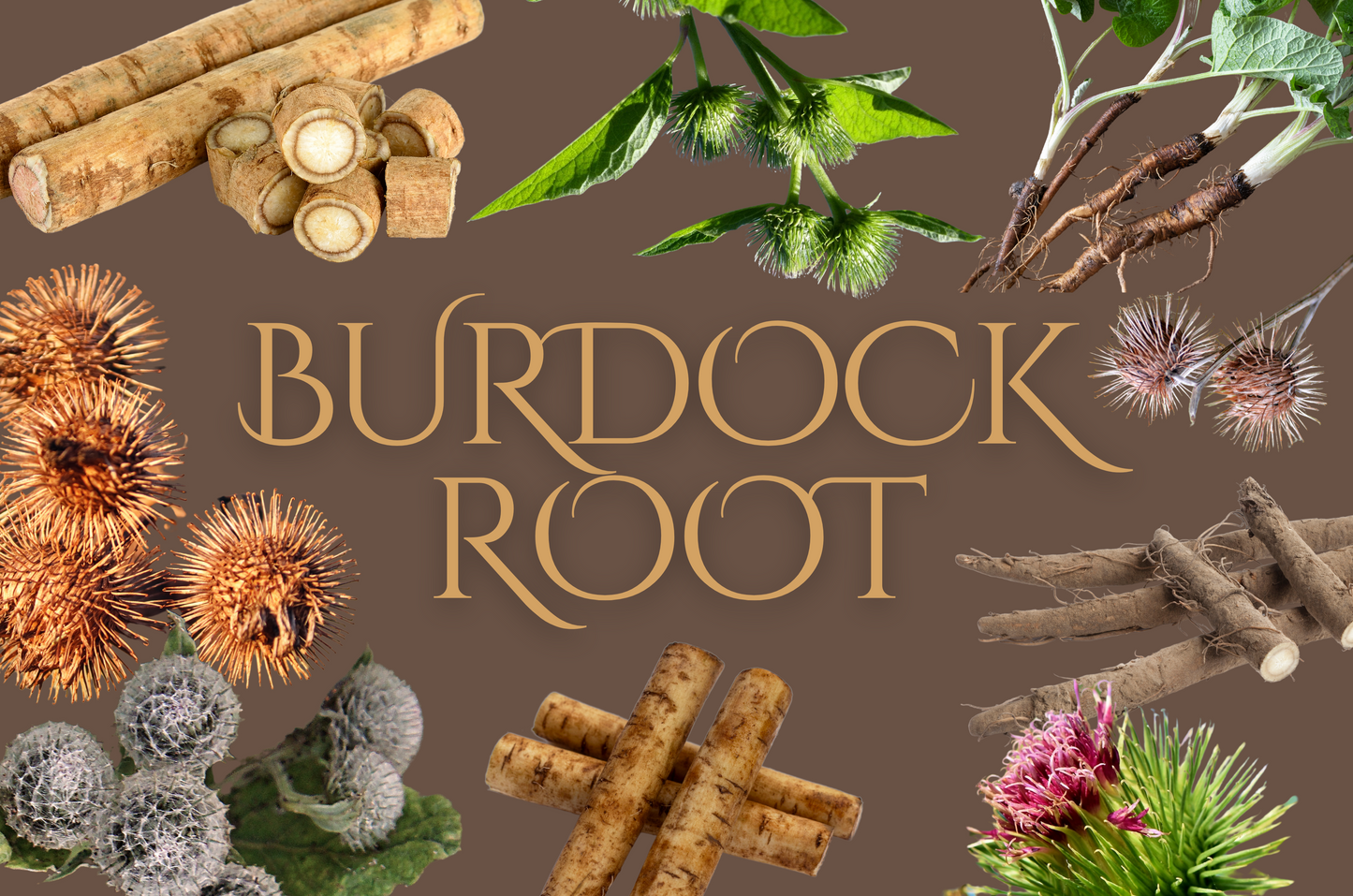 Burdock Root