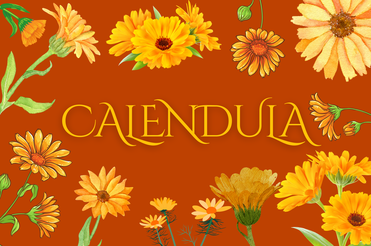Calendula