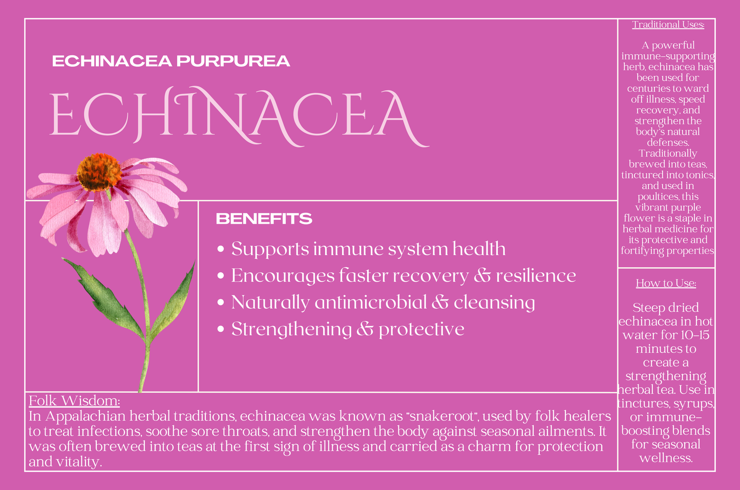Echinacea