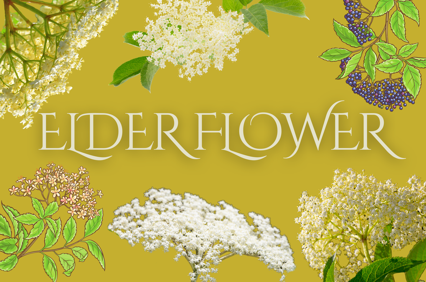 Elderflower