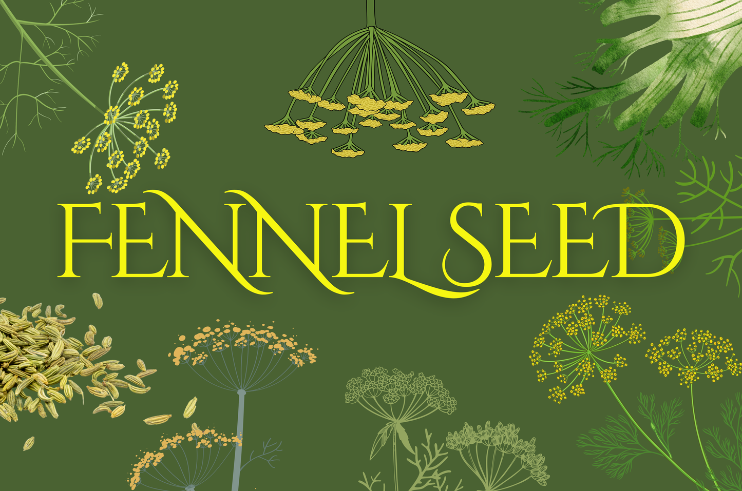 Fennel Seed