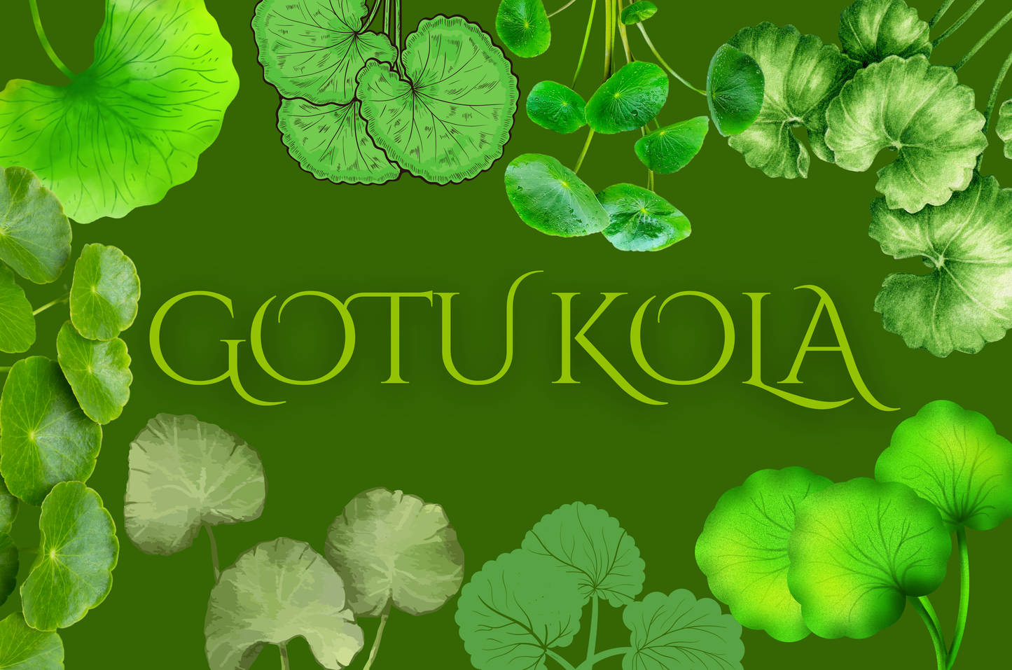 Gotu Kola
