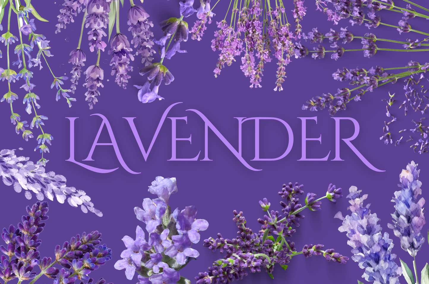Lavender