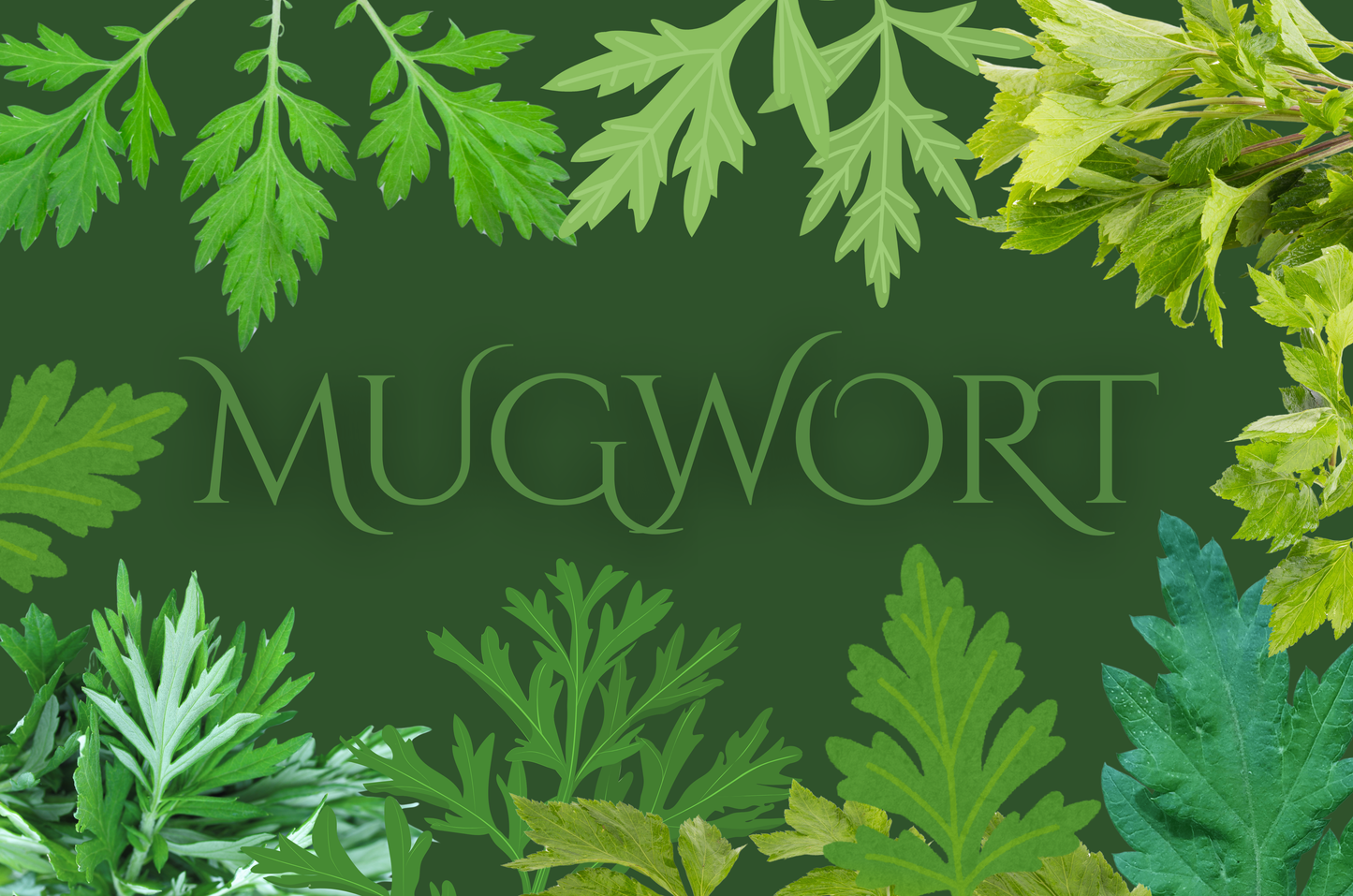 Mugwort