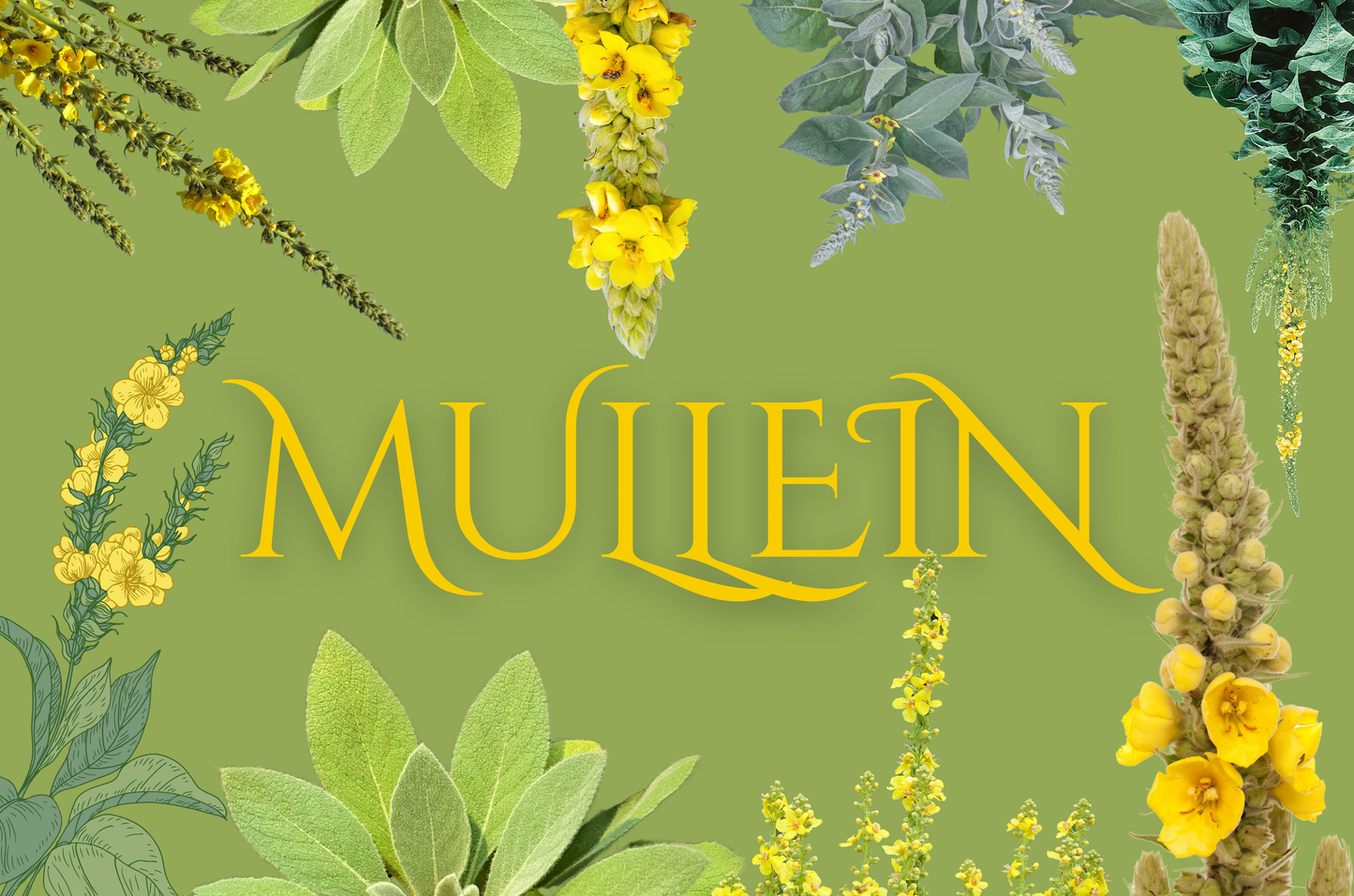 Mullein