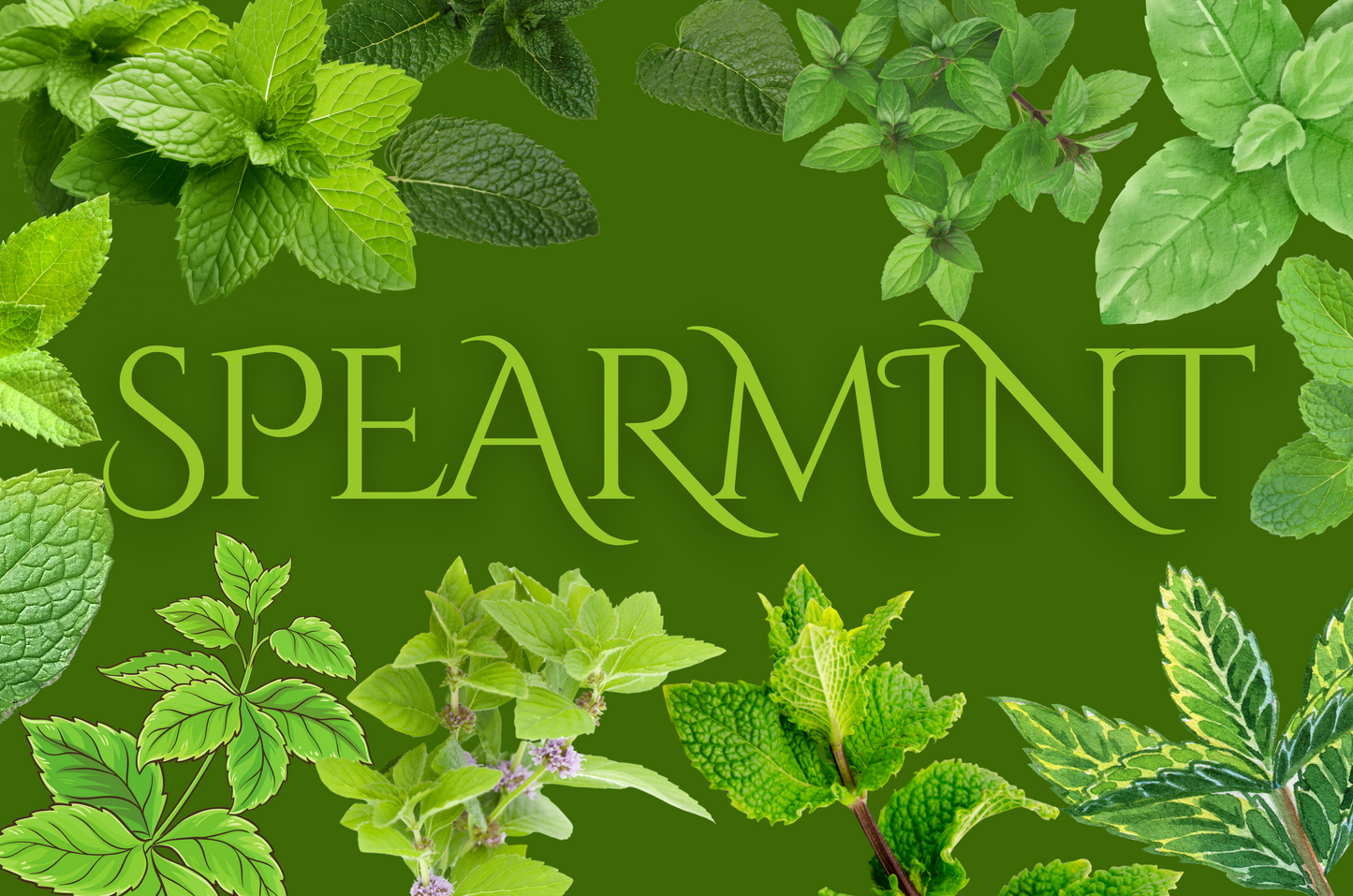 Spearmint