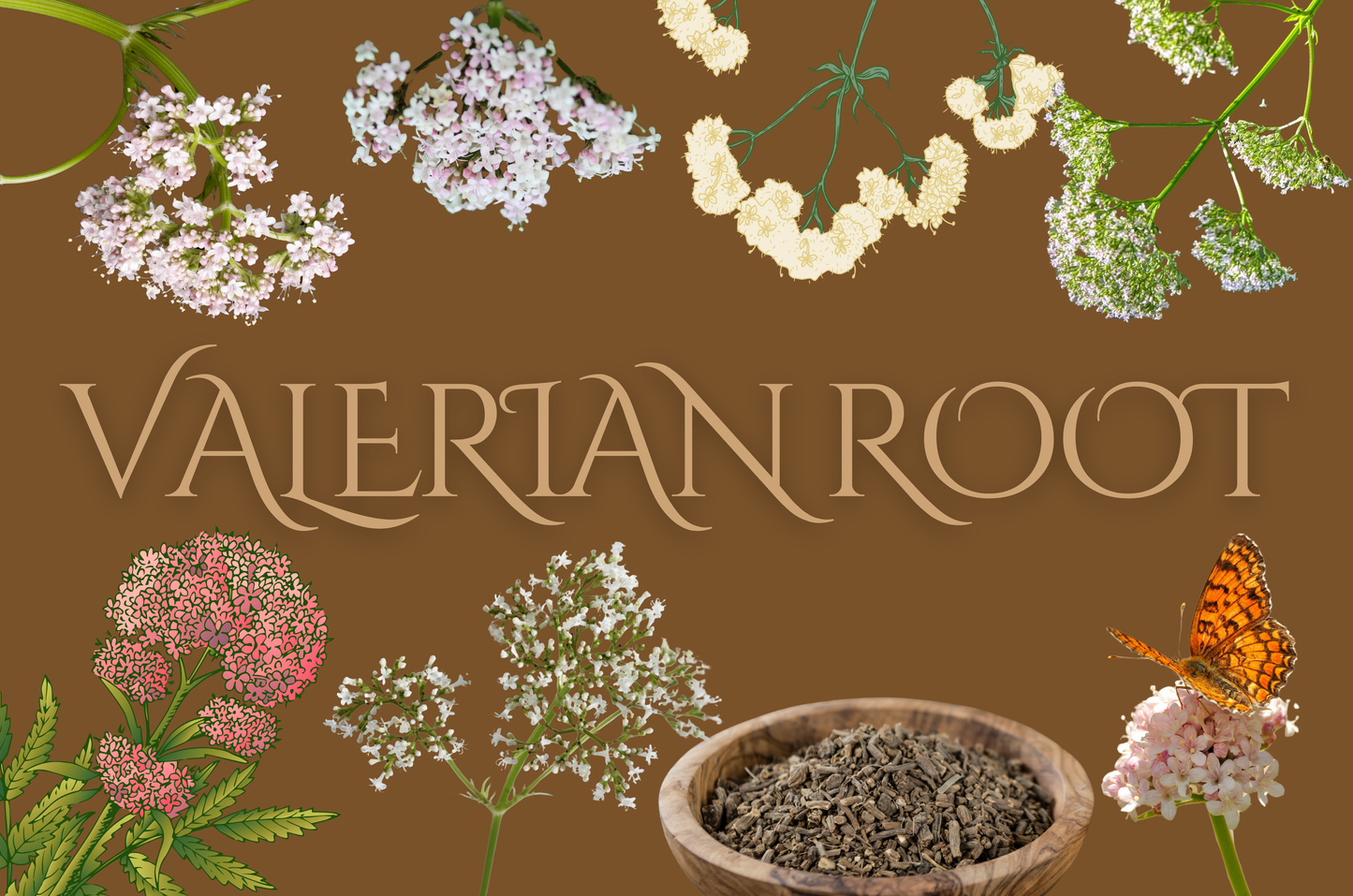 Valerian
