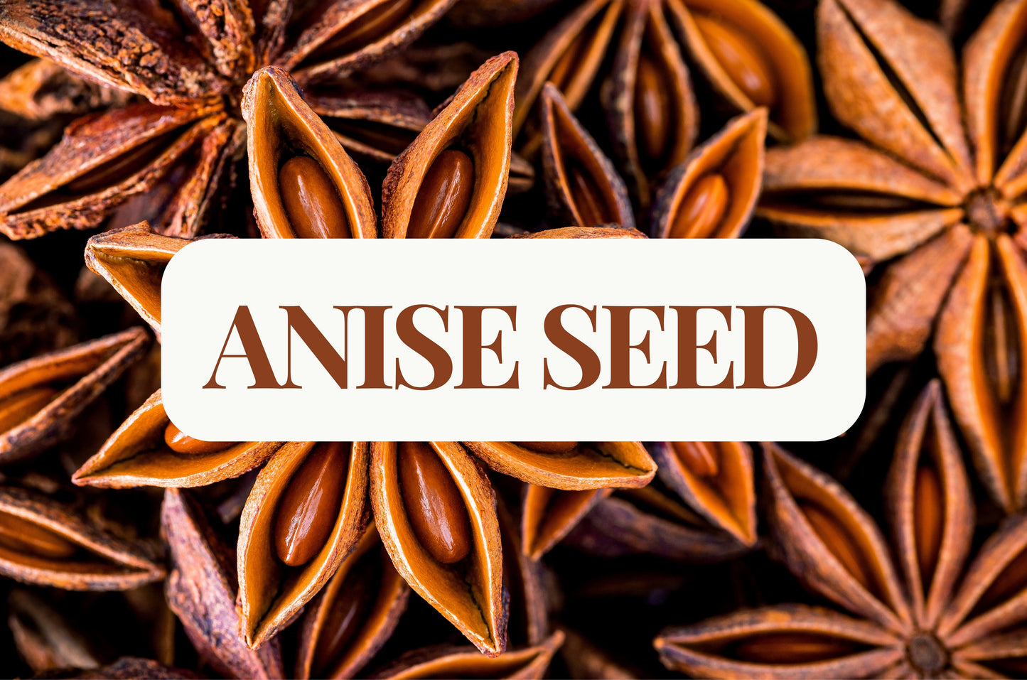 Anise Seed