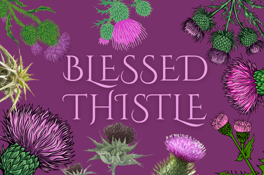 Blessed Thistle