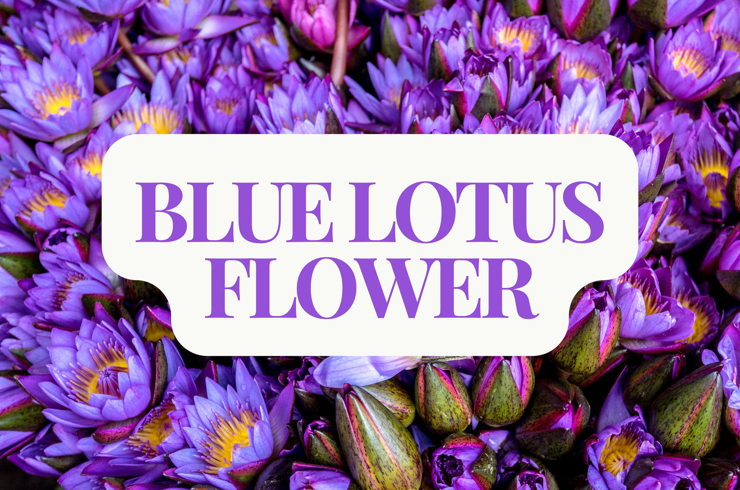 Blue Lotus Flower