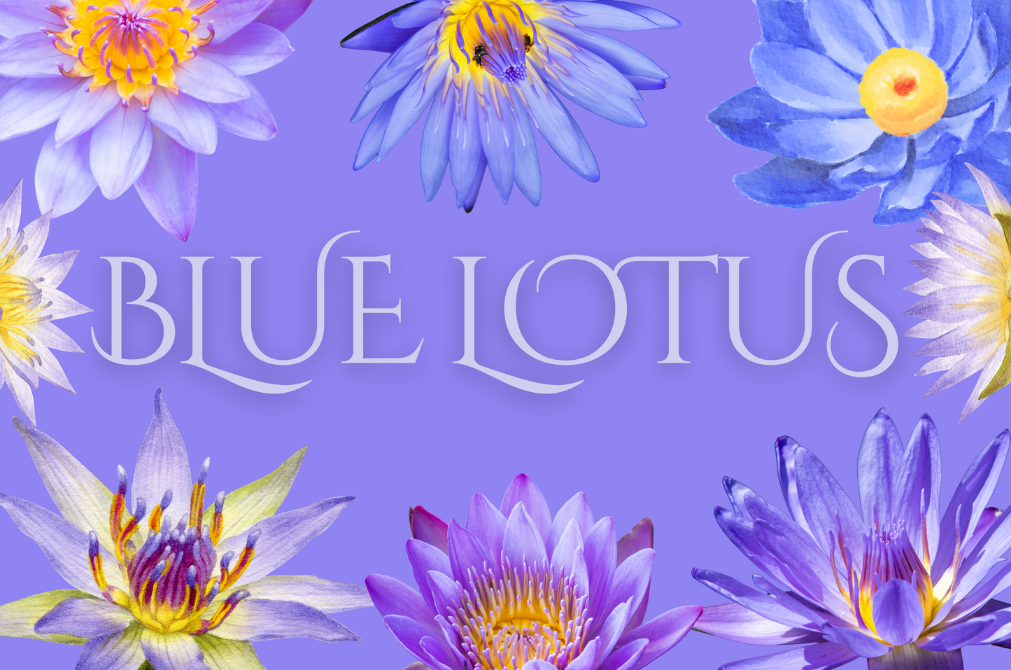 Blue Lotus Flower