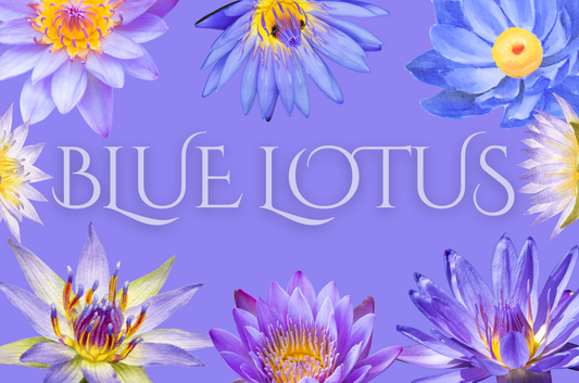 Blue Lotus Flower