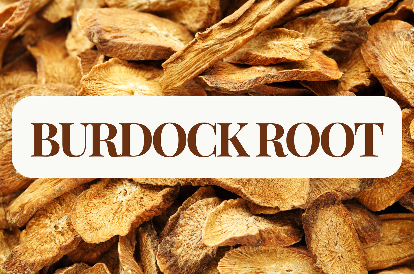 Burdock Root