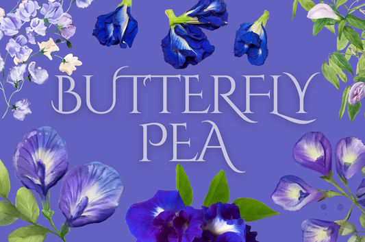 Butterfly Pea Flower