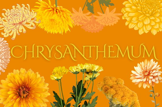 Chrysanthemum