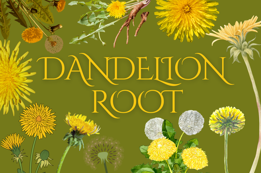 Dandelion Root