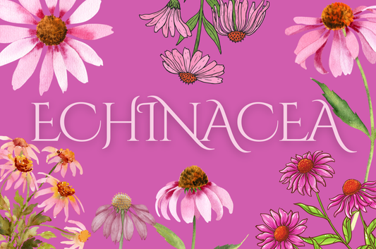 Echinacea