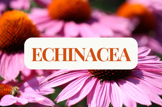 Echinacea