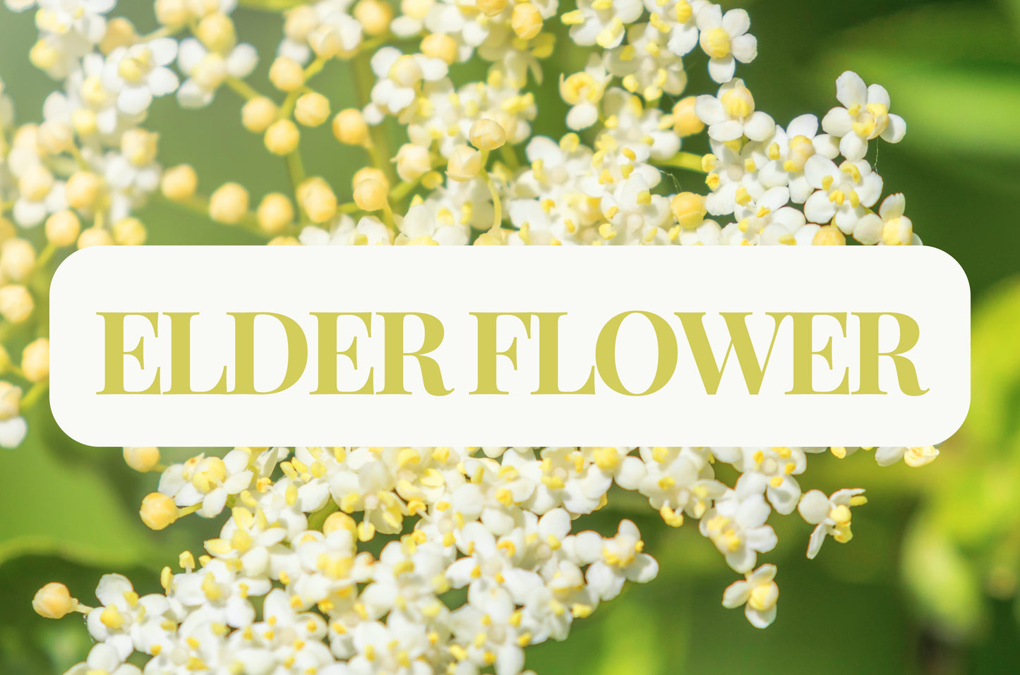 Elder Flower