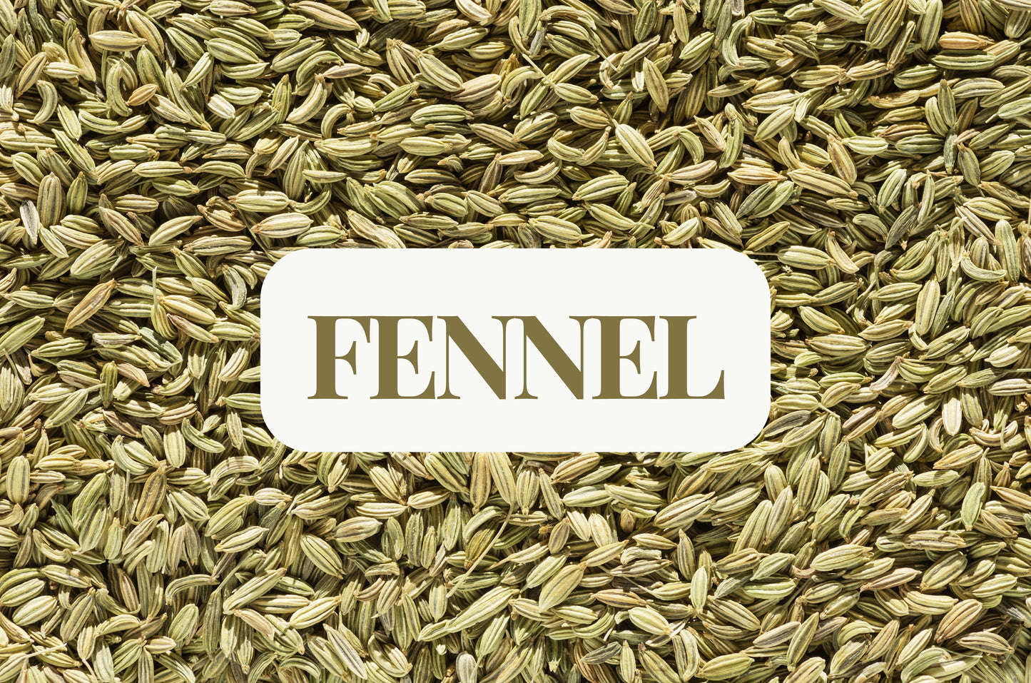 Fennel