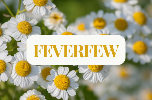 Feverfew