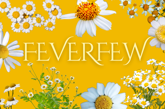 Feverfew