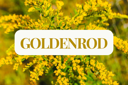 Goldenrod (Dried Ariel Parts)