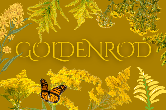 Goldenrod