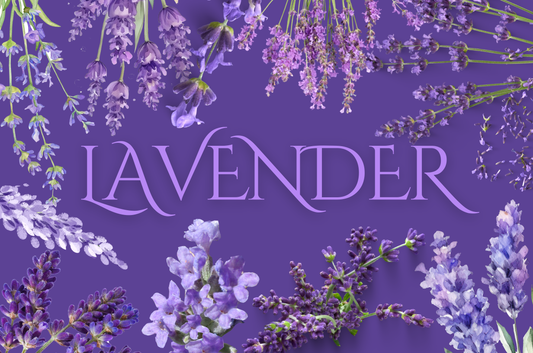Lavender