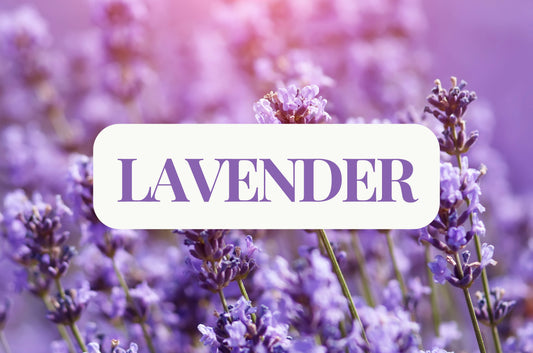 Lavender (Dried Flowers)