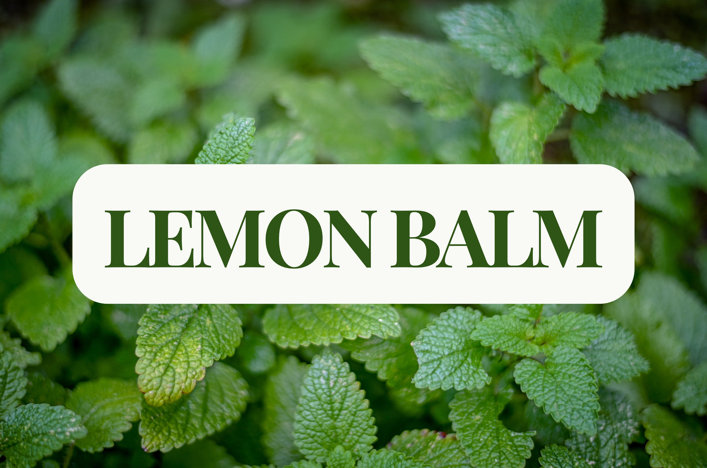 Lemon Balm