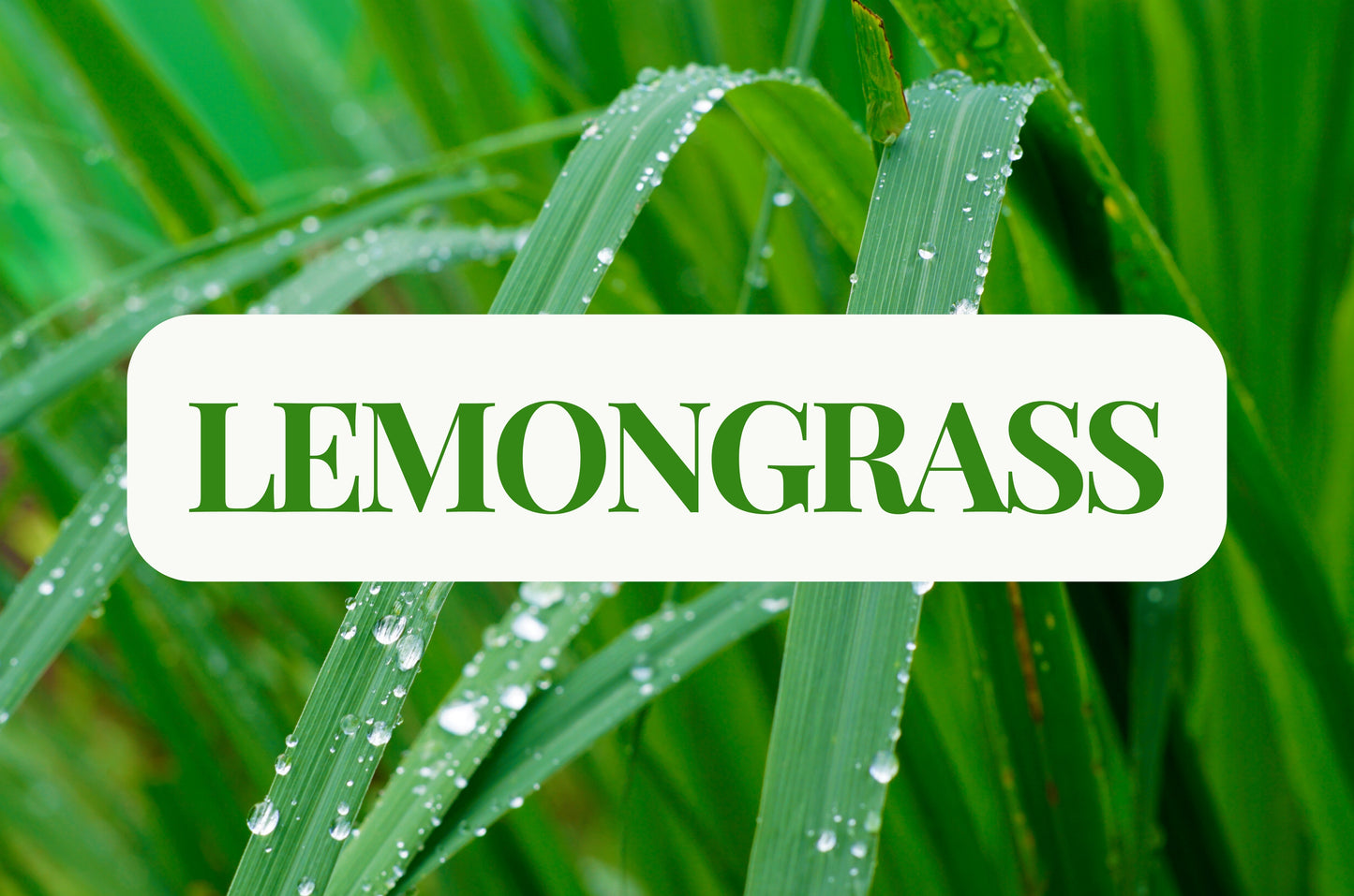 Lemongrass