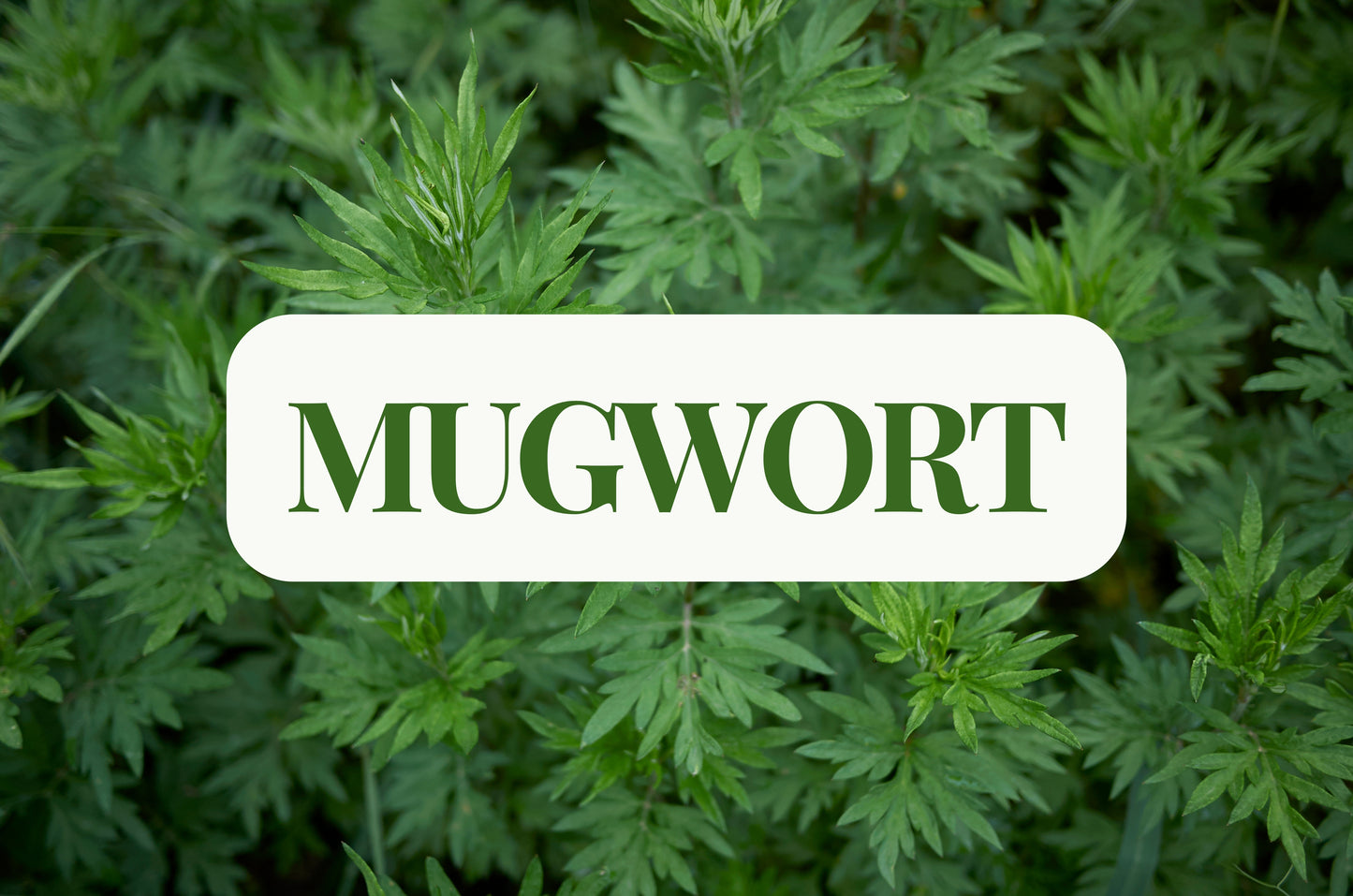 Mugwort