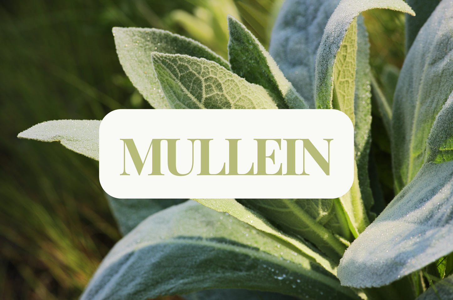 Mullein