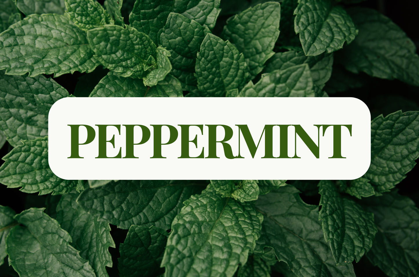 Peppermint