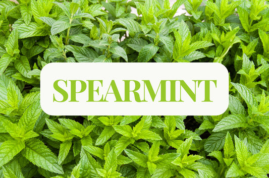 Spearmint