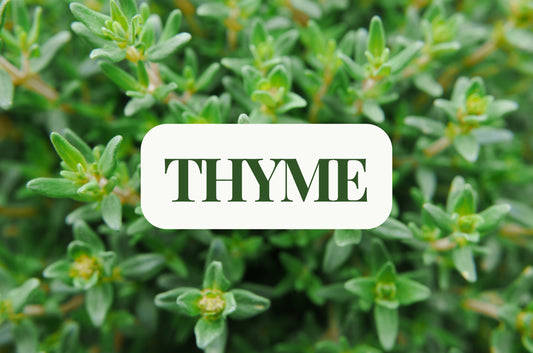 Thyme