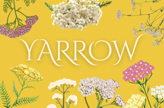 Yarrow