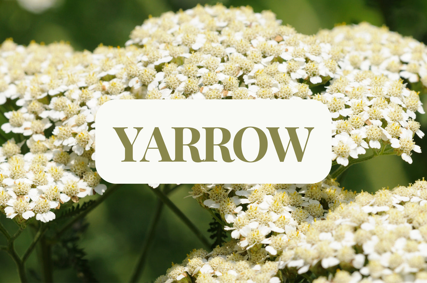 Yarrow