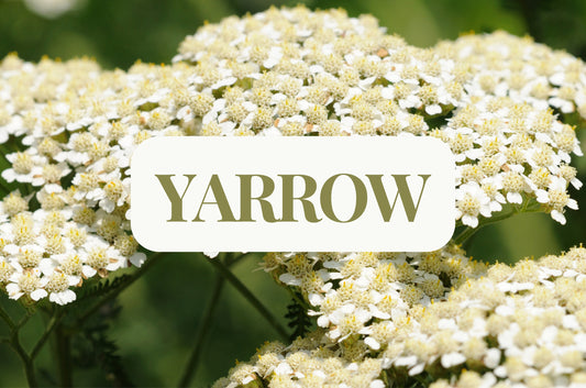 Yarrow